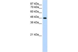 Western Blotting (WB) image for anti-Transcription Factor AP-2 gamma (Activating Enhancer Binding Protein 2 Gamma) (TFAP2C) antibody (ABIN2461691) (TFAP2C 抗体)
