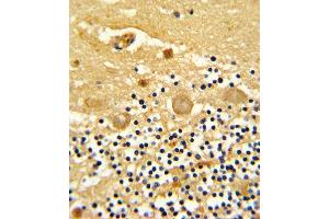 Formalin-fixed and paraffin-embedded human cerebellum reacted with GARP Antibody (Center), which was peroxidase-conjugated to the secondary antibody, followed by DAB staining. (LRRC32 抗体  (AA 234-260))
