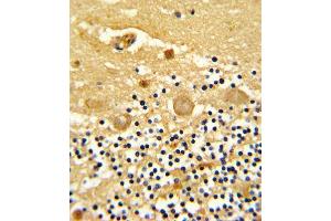 Formalin-fixed and paraffin-embedded human cerebellum reacted with GARP Antibody (Center), which was peroxidase-conjugated to the secondary antibody, followed by DAB staining. (LRRC32 抗体  (AA 234-260))