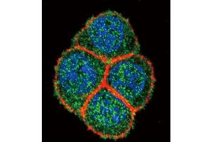 Confocal immunofluorescent analysis of HNF4A Antibody with Hela cell followed by Alexa Fluor 488-conjugated goat anti-rabbit lgG (green). (HNF4A 抗体  (AA 281-312))