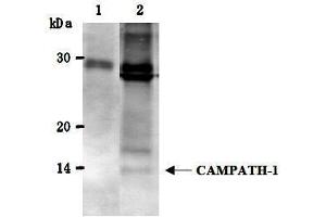 Western Blotting (WB) image for anti-CD52 (CD52) antibody (ABIN1449230) (CD52 抗体)