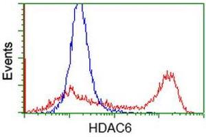 Image no. 3 for anti-Histone Deacetylase 6 (HDAC6) antibody (ABIN1498618) (HDAC6 抗体)