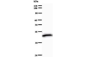 Western Blotting (WB) image for anti-Homeobox C9 (HOXC9) antibody (ABIN932447) (HOXC9 抗体)