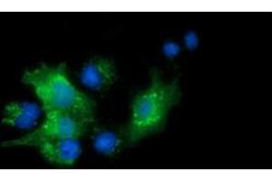 Immunofluorescence (IF) image for anti-Pyrroline-5-Carboxylate Reductase 3 (PYCRL) antibody (ABIN1500524) (PYCRL 抗体)