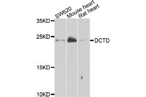 Western blot analysis of extracts of various cell lines, using DCTD antibody. (DCMP Deaminase (DCTD) 抗体)
