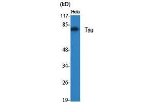 Western Blot (WB) analysis of specific cells using Tau Polyclonal Antibody. (tau 抗体  (Ser855))