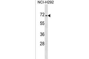 DACT3 Antibody (N-term) (ABIN1539050 and ABIN2849121) western blot analysis in NCI- cell line lysates (35 μg/lane). (DACT3 抗体  (N-Term))