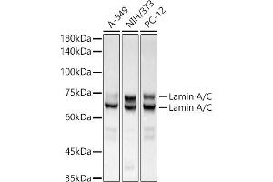 Western blot analysis of extracts of various cell lines, using [KO Validated] Lamin A/C Rabbit mAb antibody (ABIN7268177) at 1:500000 dilution. (Lamin A/C 抗体)
