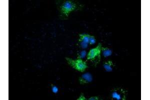 Anti-EFNA2 mouse monoclonal antibody (ABIN2452975) immunofluorescent staining of COS7 cells transiently transfected by pCMV6-ENTRY EFNA2 (RC213728). (Ephrin A2 抗体)