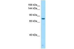 Western Blotting (WB) image for anti-G Protein-Coupled Receptor, Family C, Group 6, Member A (GPRC6A) (C-Term) antibody (ABIN2789844)
