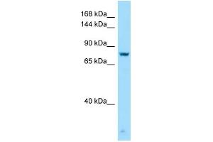 WB Suggested Anti-GPRC6A Antibody Titration: 1. (GPRC6A 抗体  (C-Term))