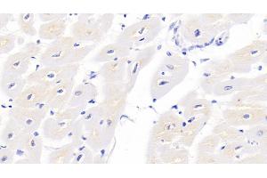 Detection of TNNT2 in Porcine Cardiac Muscle Tissue using Monoclonal Antibody to Troponin T Type 2, Cardiac (TNNT2)