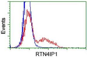 HEK293T cells transfected with either RC202957 overexpress plasmid (Red) or empty vector control plasmid (Blue) were immunostained by anti-RTN4IP1 antibody (ABIN2454316), and then analyzed by flow cytometry. (RTN4IP1 抗体)