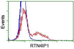 HEK293T cells transfected with either RC202957 overexpress plasmid (Red) or empty vector control plasmid (Blue) were immunostained by anti-RTN4IP1 antibody (ABIN2454316), and then analyzed by flow cytometry. (RTN4IP1 抗体)