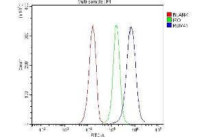 anti-RNA Binding Motif Protein 41 (RBM41) (AA 130-384) antibody