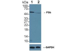 Western blot analysis of (1) Wild-type HeLa cell lysate, and (2) FGb knockout HeLa cell lysate, using Rabbit Anti-Human FGb Antibody (2 µg/ml) and HRP-conjugated Goat Anti-Mouse antibody (abx400001, 0. (Fibrinogen beta Chain 抗体  (AA 29-491))
