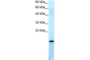 Western Blotting (WB) image for anti-Activated RNA Polymerase II Transcriptional Coactivator p15 (SUB1) antibody (ABIN2463866) (SUB1 抗体)