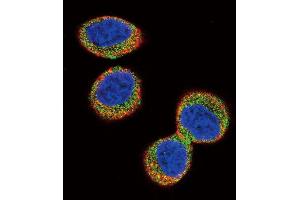 Immunofluorescence (IF) image for anti-FER Tyrosine Kinase (FER) antibody (ABIN3003442) (FER 抗体)