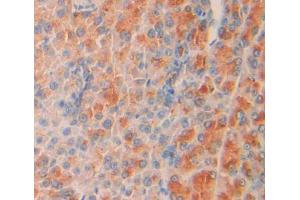 IHC-P analysis of Mouse Tissue, with DAB staining. (SHC2 抗体  (AA 98-302))