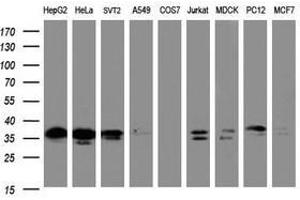 Image no. 2 for anti-Jun Proto-Oncogene (JUN) antibody (ABIN1498943) (C-JUN 抗体)