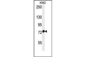 Western blot analysis of Grp75 / HSPA9 Antibody (Center) in K562 cell line lysates (35ug/lane). (HSPA9 抗体  (Middle Region))