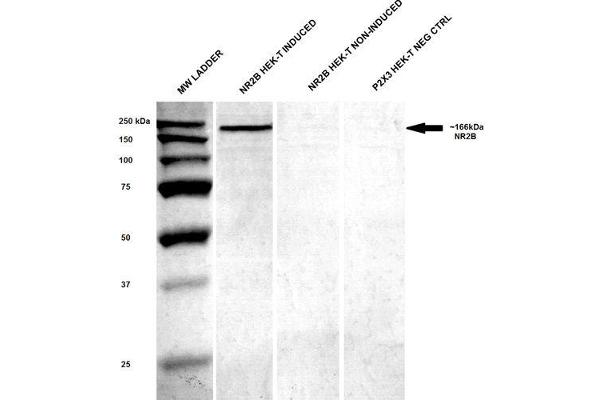 GRIN2B 抗体  (AA 20-271) (FITC)