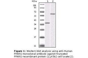 Image no. 2 for anti-Peroxisome Proliferator-Activated Receptor gamma (PPARG) antibody (ABIN232120) (PPARG 抗体)