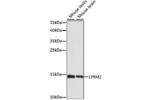 Western blot analysis of extracts of various cell lines, using LYRM1 antibody (ABIN6292543) at 1:1000 dilution. (LYRM1 抗体)