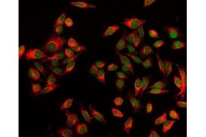 IF analysis of EXOSC8 using anti-EXOSC8 antibody (ABIN7601850).