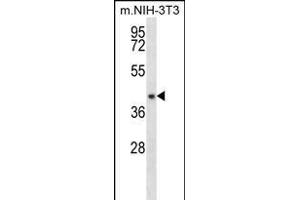 NUDT9 Antibody (C-term) (ABIN656174 and ABIN2845504) western blot analysis in mouse NIH-3T3 cell line lysates (35 μg/lane). (NUDT9 抗体  (C-Term))