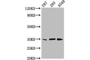 Western Blot Positive WB detected in: U87 whole cell lysate, 293 whole cell lysate, A549 whole cell lysate All lanes: VAX1 antibody at 3. (VAX1 抗体  (AA 2-106))