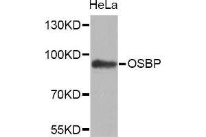 Western Blotting (WB) image for anti-Oxysterol Binding Protein (OSBP) (AA 508-807) antibody (ABIN1681171) (OSBP 抗体  (AA 508-807))