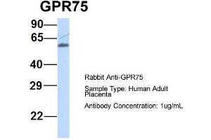 Host:  Rabbit  Target Name:  GPR75  Sample Type:  Human Adult Placenta  Antibody Dilution:  1. (GPR75 抗体  (Middle Region))