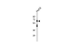 Western Blotting (WB) image for anti-Solute Carrier Family 2 (Facilitated Glucose Transporter), Member 1 (SLC2A1) (AA 464-497), (C-Term) antibody (ABIN6242873)