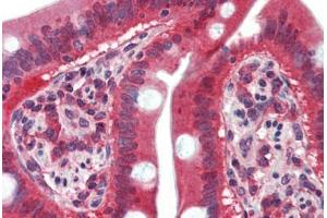 Anti-SUSD2 antibody  ABIN1104553 IHC staining of human small intestine. (SUSD2 抗体  (N-Term))