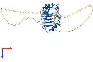 Protein Structure (PS) image for Acidic (Leucine-Rich) Nuclear phosphoprotein 32 Family, Member B (ANP32B) (AA 1-272) protein (His tag) (ABIN7561484)