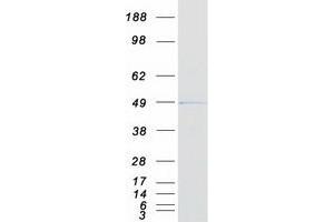Western Blotting (WB) image for Protein tyrosine Phosphatase, Non-Receptor Type 7 (PTPN7) (Transcript Variant 1) protein (Myc-DYKDDDDK Tag) (ABIN2730124)