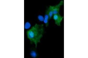 Image no. 2 for anti-Growth Arrest and DNA-Damage-Inducible, gamma (GADD45G) antibody (ABIN1497604) (GADD45G 抗体)