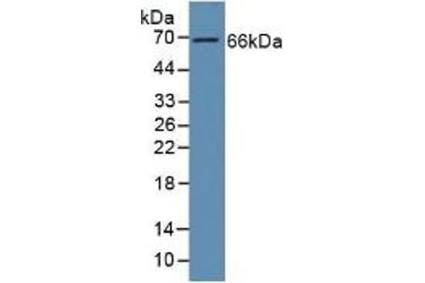GAS6 anticorps  (AA 136-311)
