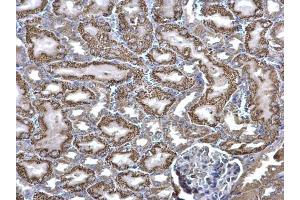IHC-P Image ACADM antibody detects ACADM protein at mitochondria on mouse kidney by immunohistochemical analysis. (Medium-Chain Specific Acyl-CoA Dehydrogenase, Mitochondrial (Center) 抗体)