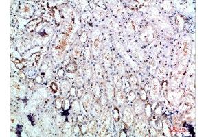 Immunohistochemical analysis of paraffin-embedded human-kidney, antibody was diluted at 1:200 (DLEU7 抗体  (AA 51-100))