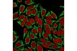 Confocal immunofluorescence image of HeLa cells using HSP60 (Heat Shock Protein 60) Mab(Clone HSPD1/875) Green (CF488) and Reddot is used to label the nuclei Red.