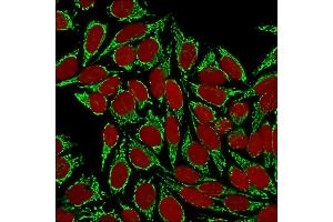 Confocal immunofluorescence image of HeLa cells using HSP60 (Heat Shock Protein 60) Mab(Clone HSPD1/875) Green (CF488) and Reddot is used to label the nuclei Red. (HSPD1 抗体)