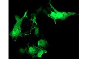 Anti-RASD2 mouse monoclonal antibody (ABIN2453961) immunofluorescent staining of COS7 cells transiently transfected by pCMV6-ENTRY RASD2 (RC201454). (RASD2 抗体)