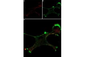 Live cell imaging of mouse NGF 2.