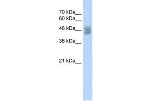 Western Blotting (WB) image for anti-Interferon Regulatory Factor 3 (IRF3) antibody (ABIN2460345) (IRF3 抗体)