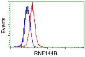 Image no. 2 for anti-Ring Finger Protein 144B (RNF144B) (AA 1-256) antibody (ABIN1490649) (RNF144B 抗体  (AA 1-256))