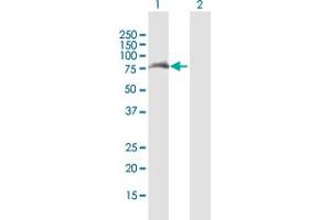Western Blot analysis of TRIM32 expression in transfected 293T cell line by TRIM32 MaxPab polyclonal antibody. (TRIM32 抗体  (AA 1-653))