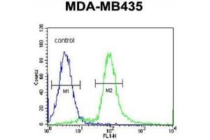 ARHGAP10 Antibody (Center) flow cytometric analysis of MDA-MB435 cells (right histogram) compared to a negative control cell (left histogram). (ARHGAP10 抗体  (Middle Region))