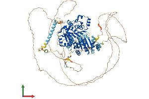Protein Structure (PS) image for DEAD (Asp-Glu-Ala-Asp) Box Polypeptide 42 (DDX42) (AA 1-929) protein (His tag) (ABIN7564310)